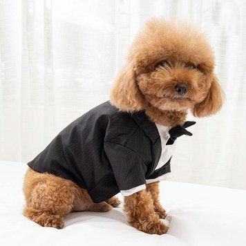 GentleDog &mdash; чорний костюм у смужку з метеликом 0007 фото