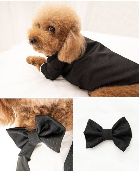 GentleDog &mdash; чорний костюм у смужку з метеликом 0007 фото