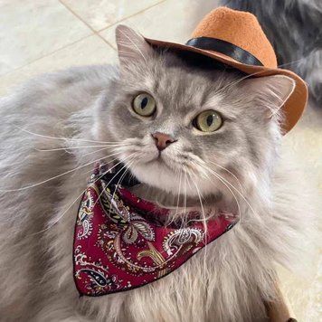 Ковбойський капелюх Wild West для собак і котів  з червоною банданою, S 7025 фото