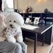 Зимова тепла курточка для собак дрібних порід із милим принтом ведмедиків з повітряними кульками, TeddyBalloon Cozy Coat, розмір L  5583 фото 6