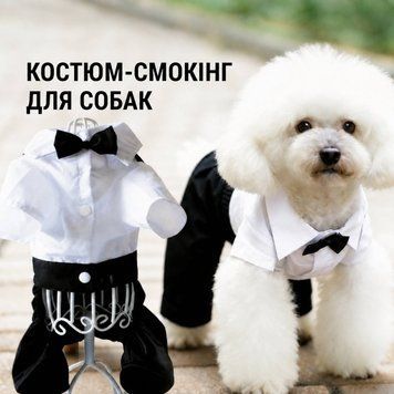 Праздничный костюм-смокинг с брюками для маленьких и средних собак Little Gentleman, черный с белым, S 6806 фото