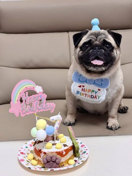 Святковий набір для дня народження собак і котів Happy Pawty &mdash; аксесуари для фотосесії, жовтий 2461 фото