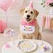 Святковий набір для дня народження собак і котів Happy Pawty &mdash; аксесуари для фотосесії, жовтий 2461 фото 9