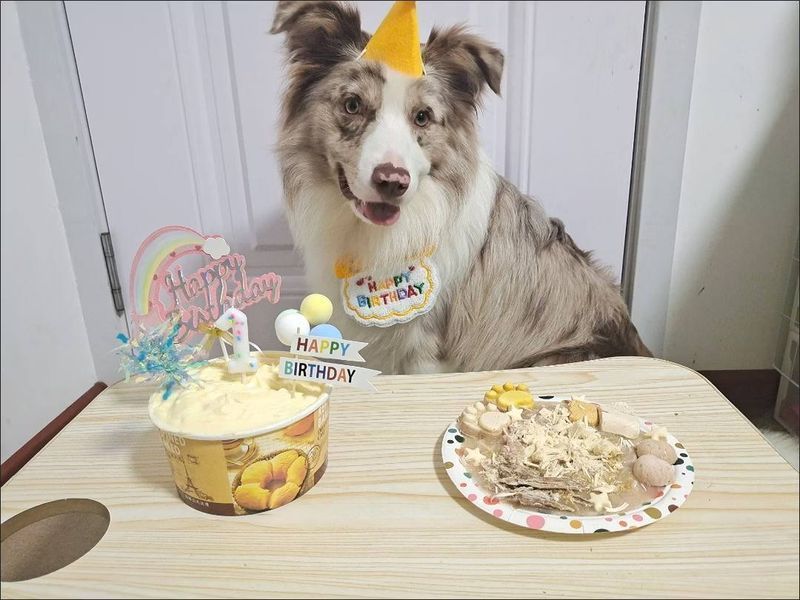 Святковий набір для дня народження собак і котів Happy Pawty &mdash; аксесуари для фотосесії, жовтий 2461 фото