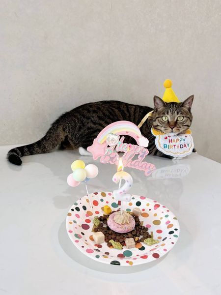 Святковий набір для дня народження собак і котів Happy Pawty &mdash; аксесуари для фотосесії, рожевий 2464 фото