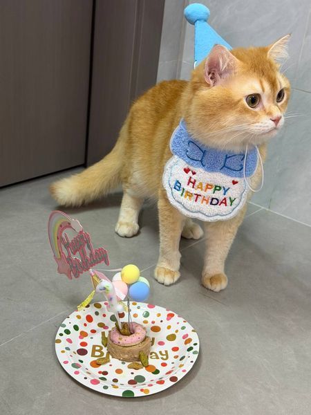 Святковий набір для дня народження собак і котів Happy Pawty &mdash; аксесуари для фотосесії, рожевий 2464 фото