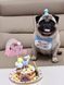 Святковий набір для дня народження собак і котів Happy Pawty &mdash; аксесуари для фотосесії, рожевий 2464 фото 6