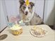 Святковий набір для дня народження собак і котів Happy Pawty &mdash; аксесуари для фотосесії, рожевий 2464 фото 4