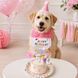 Святковий набір для дня народження собак і котів Happy Pawty &mdash; аксесуари для фотосесії, рожевий 2464 фото 10