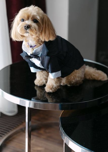 GentleDog &mdash; чорний костюм у смужку з метеликом 2324 фото