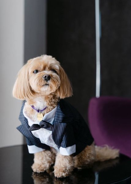 GentleDog &mdash; чорний костюм у смужку з метеликом 2324 фото