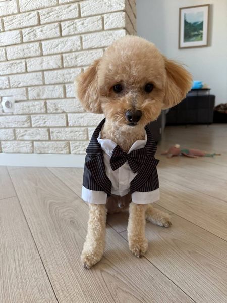 GentleDog &mdash; чорний костюм у смужку з метеликом 2324 фото