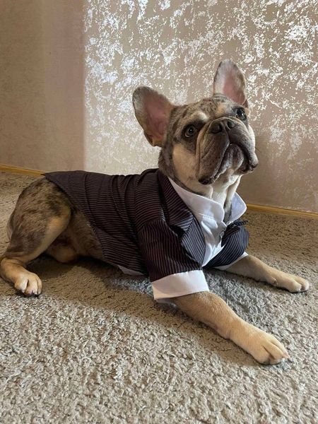 GentleDog &mdash; чорний костюм у смужку з метеликом 2324 фото
