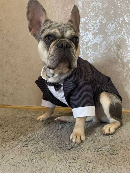 GentleDog &mdash; чорний костюм у смужку з метеликом 2324 фото