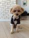 GentleDog &mdash; чорний костюм у смужку з метеликом 2324 фото 2
