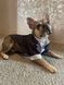GentleDog &mdash; чорний костюм у смужку з метеликом 2324 фото 12