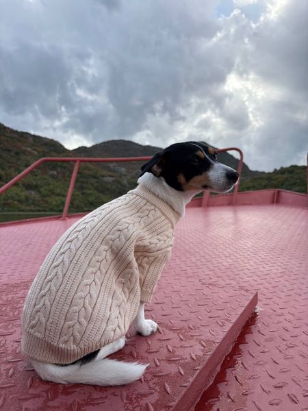 Затишний в&rsquo;язаний светр для собак дрібних та середніх порід, WarmPaws Knit Sweater, кремовий, розмір M 6657 фото